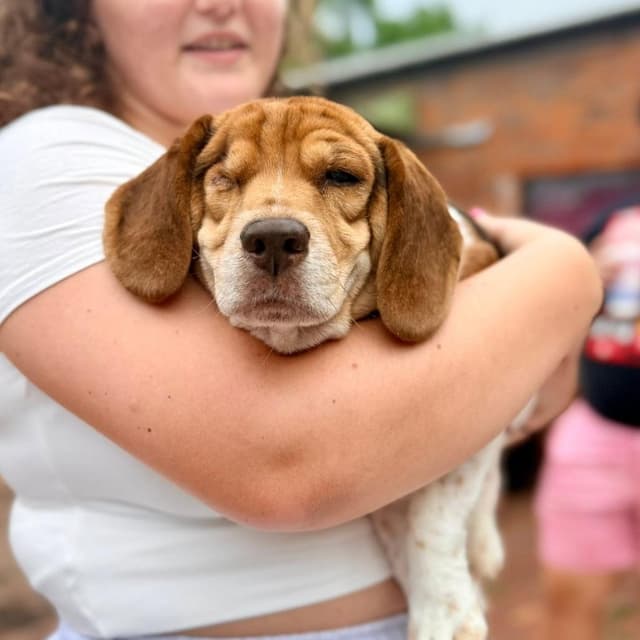 Beagy Weagy media 6