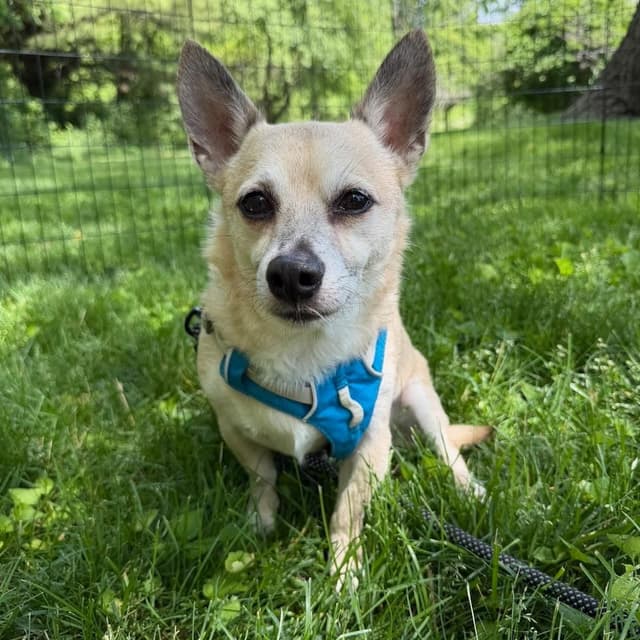 Peanut (Bonded with Cashew Rose) media 3