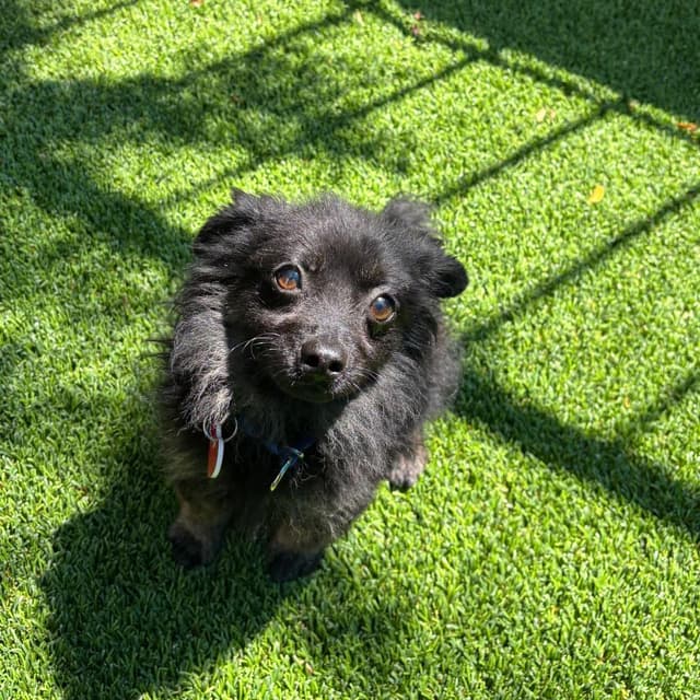 Arlo A2280264 media 5