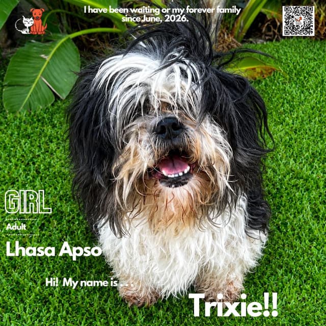 Trixie media 2
