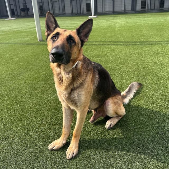 HUNTER GS media 4