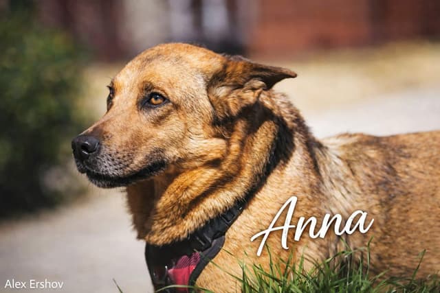 Anna media 4