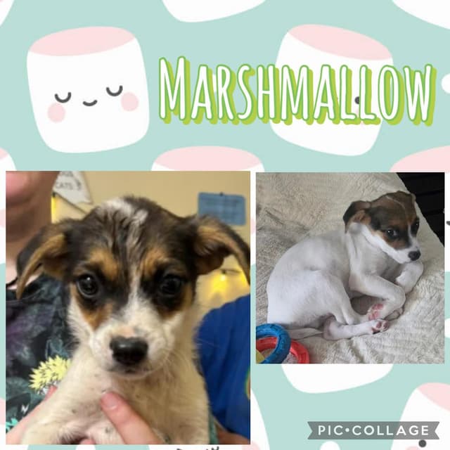 Marshmallow media 2
