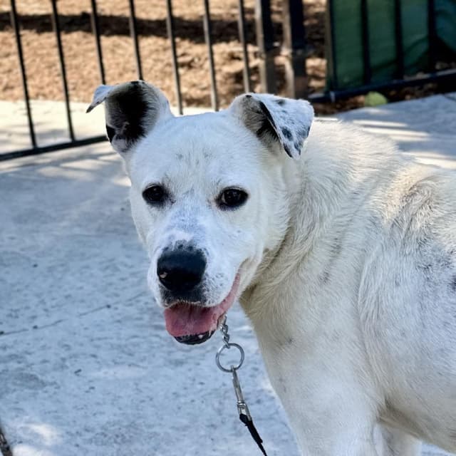 Wyatt - ECAS media 4