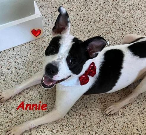 Annie media 3