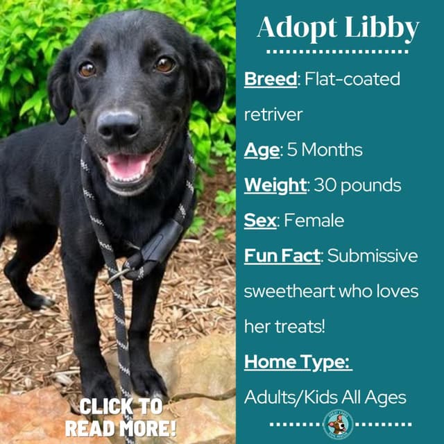 Libby media 3