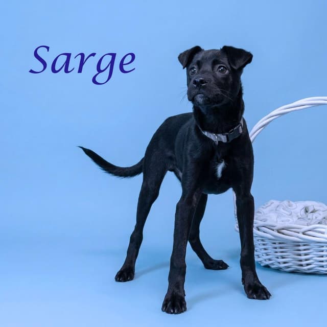 Sarge D26-125 media 4