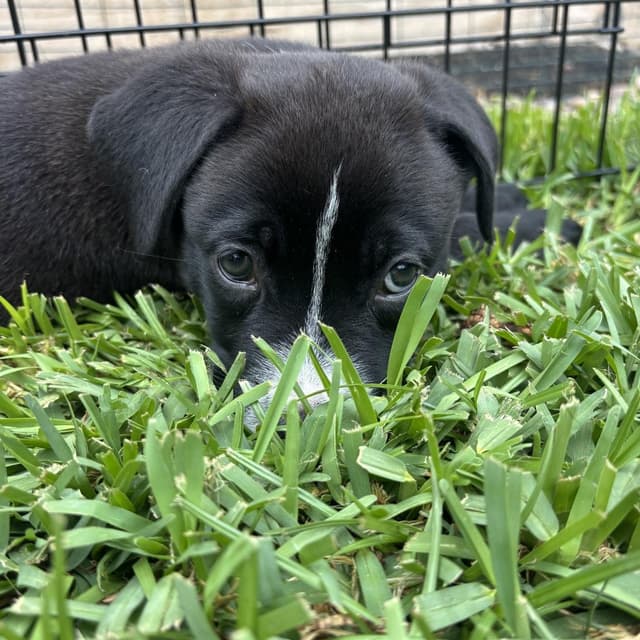 Baloo (C000-248) - Chino Hills Location *Available 7/3* media 3