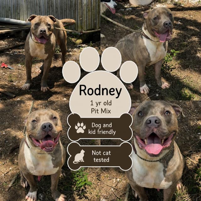 Rodney media 2