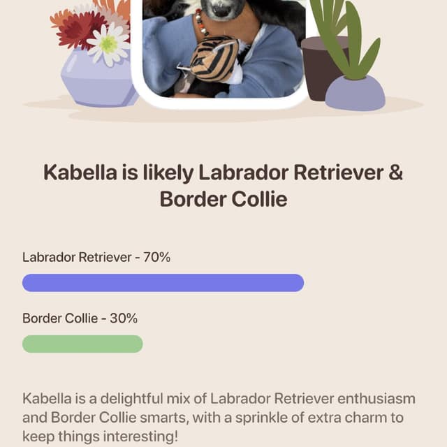 Kabella media 5