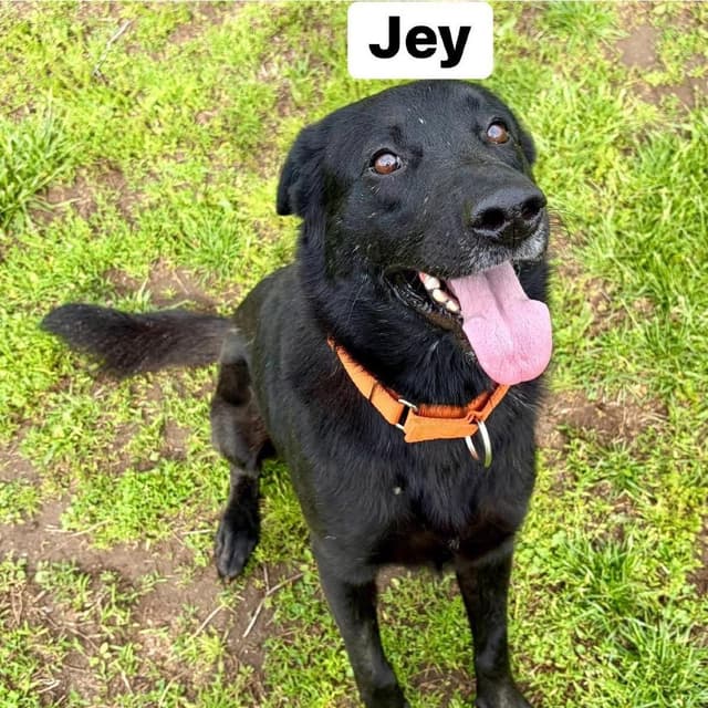 Jey media 2