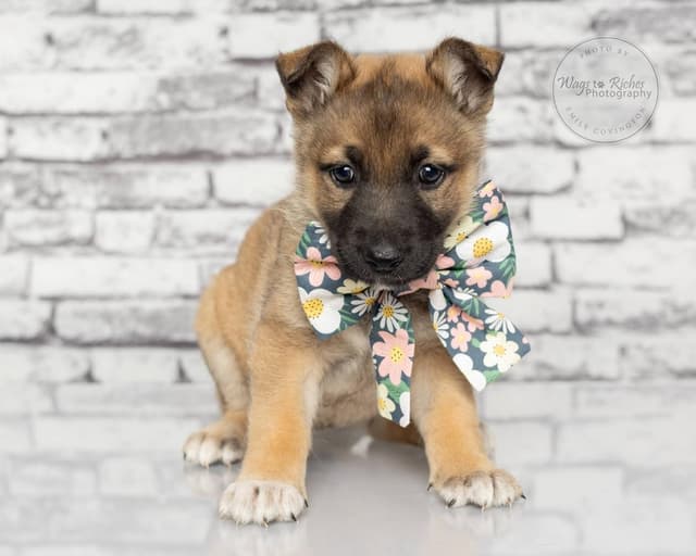 Britta - only 5 pounds media 2