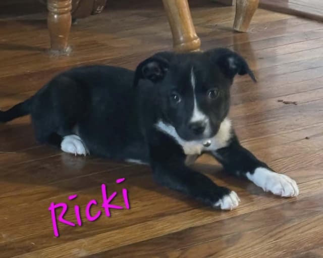Ricki media 2