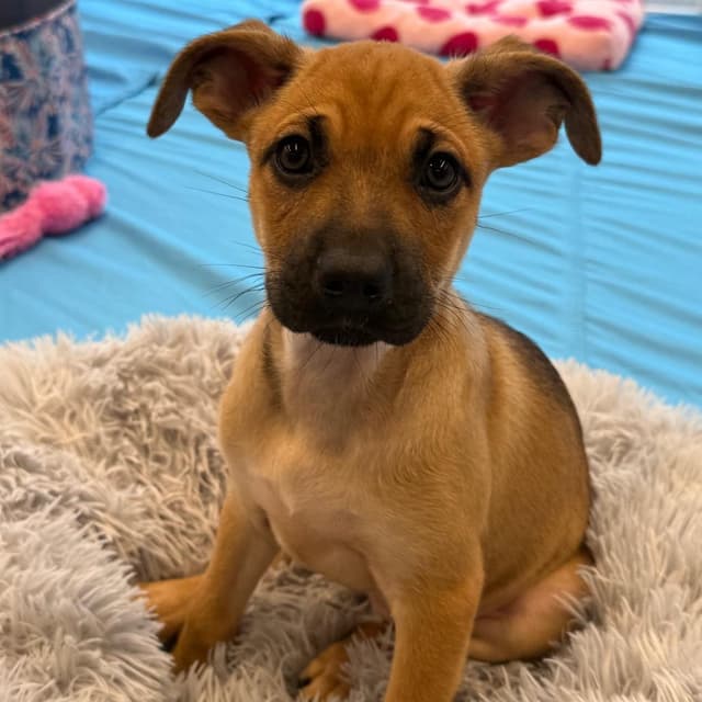 Daisy's Pack Pup: Rose media 4
