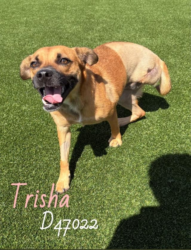 Trisha media 2