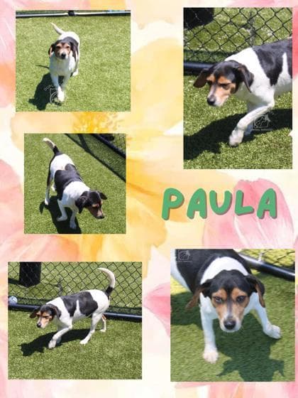 PAULA media 3