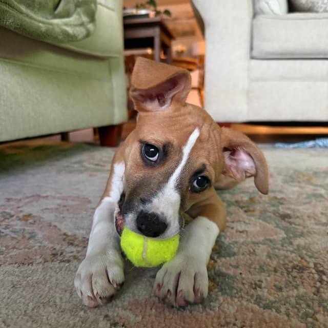 Mama's Pups: Meg media 4