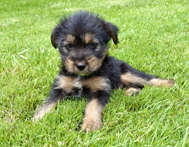 Rosie media 2