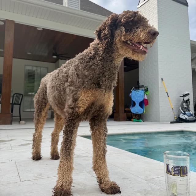 Huck (Benefactor Dog) media 6