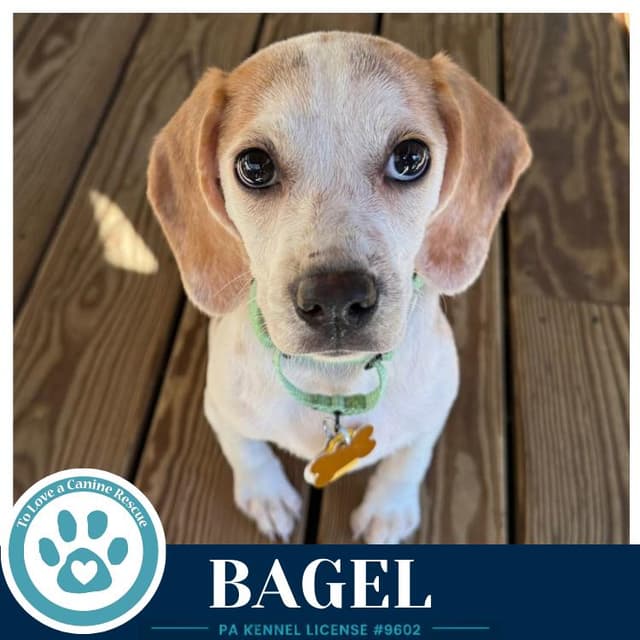 Bagel 062026 media 3