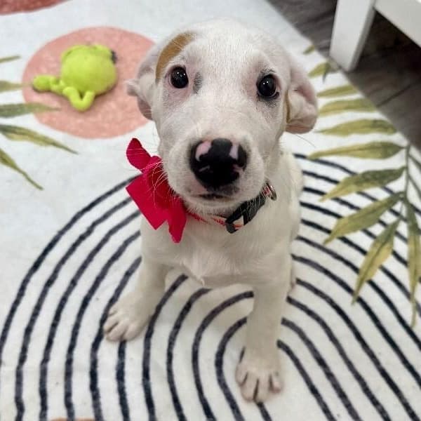 Lilly Mae Penelope media 4