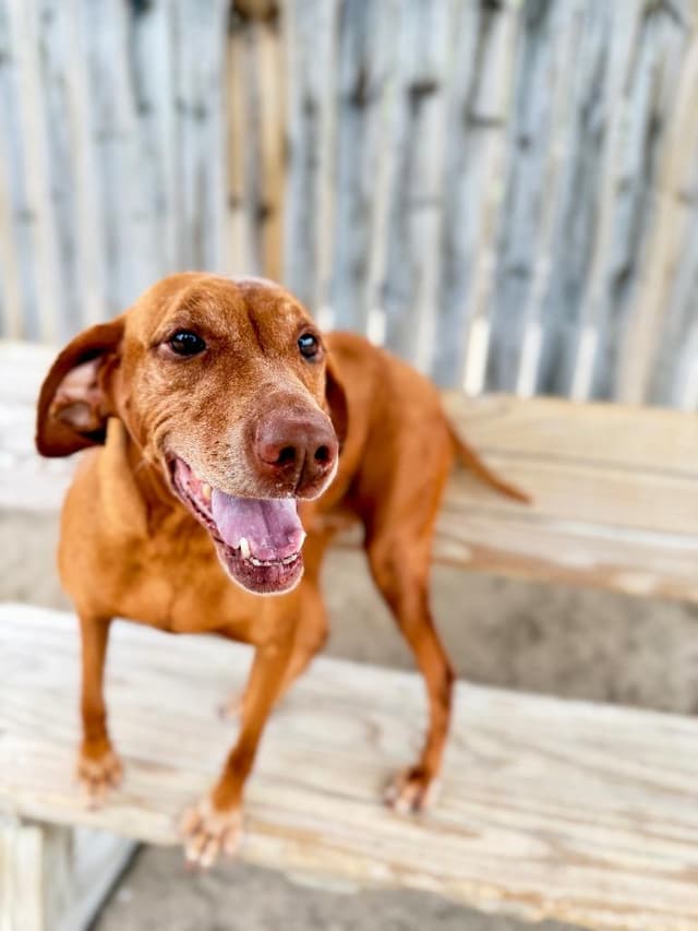 Daisy-Viszla media 2