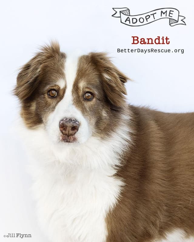 BANDITT **Pending Adoption** media 3