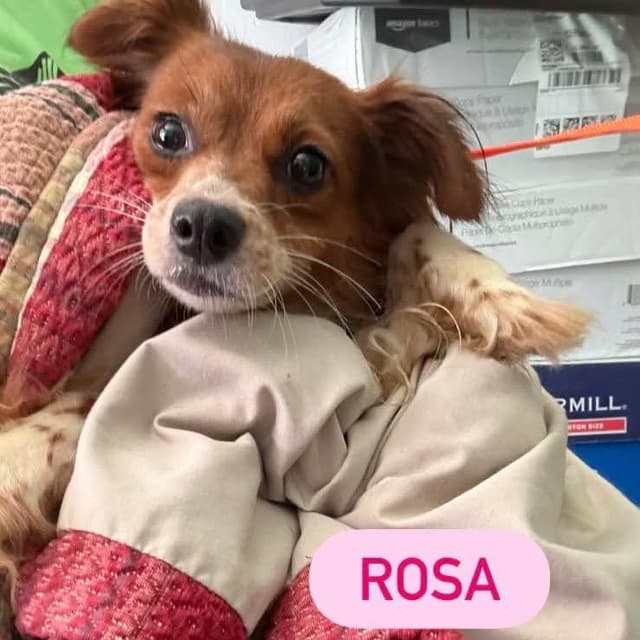 Rosa media 3