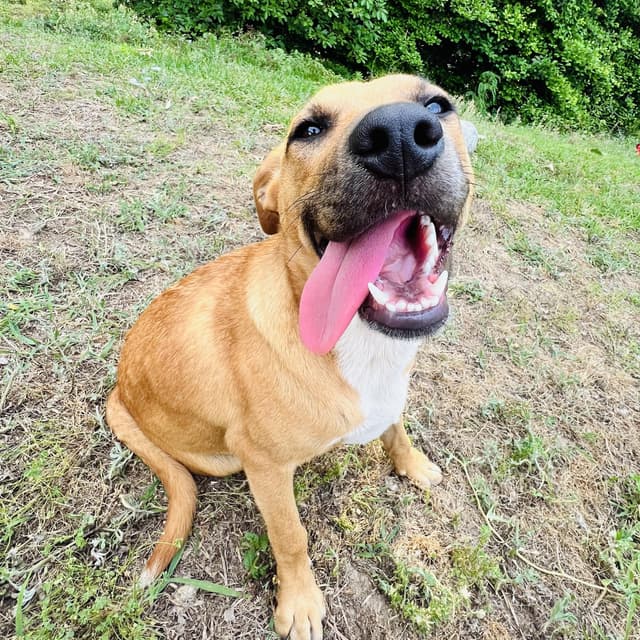 Jessie (100 total adoption fee) media 5