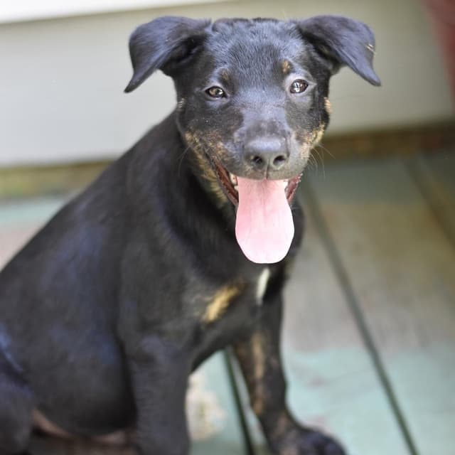 Scout (Victoria Litter) media 2