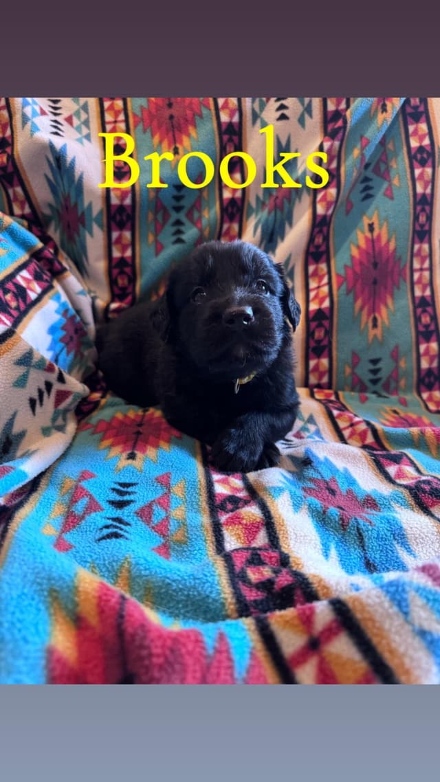 Brooks media 2