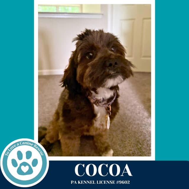 Cocoa (Beethoven's Classics) 032826 media 5