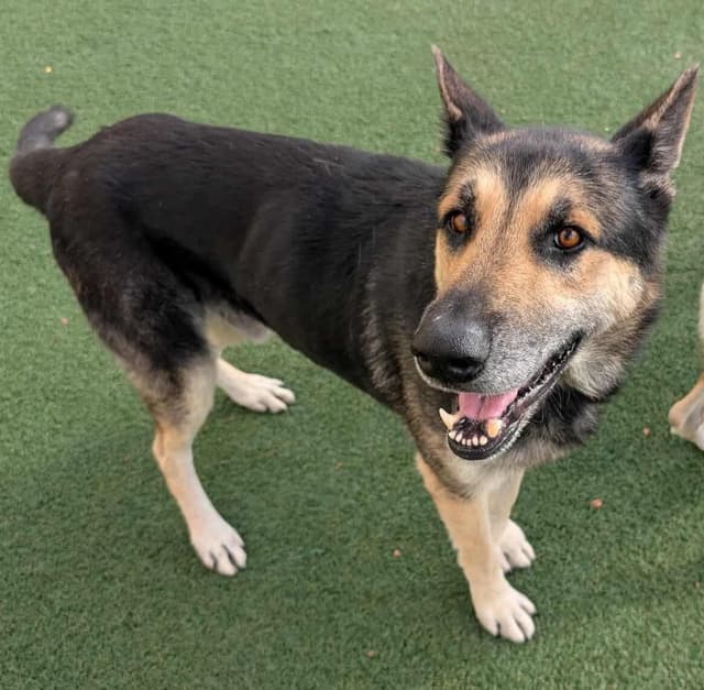 Archie $75 Adoption Fee! Diamond Dog! media 3