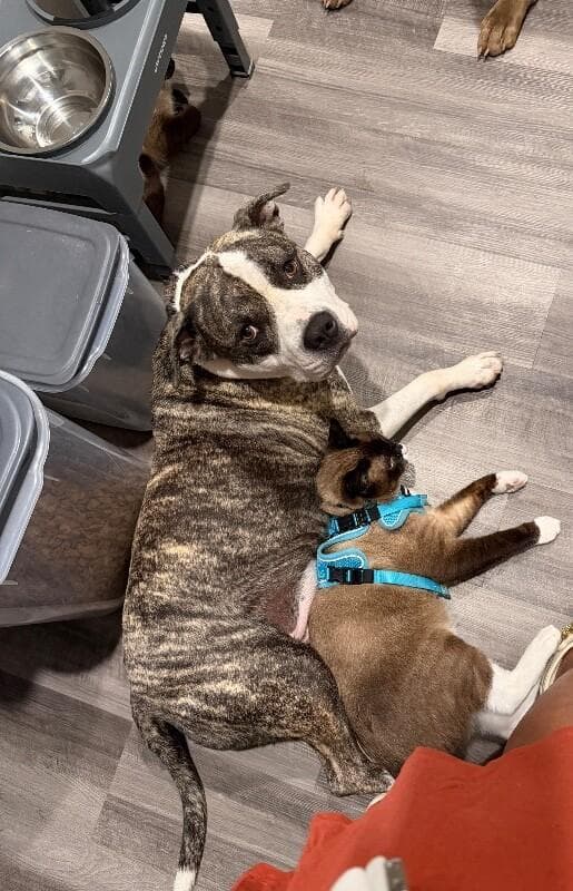 King Bubbaloo your Oversized Lap Dog media 2