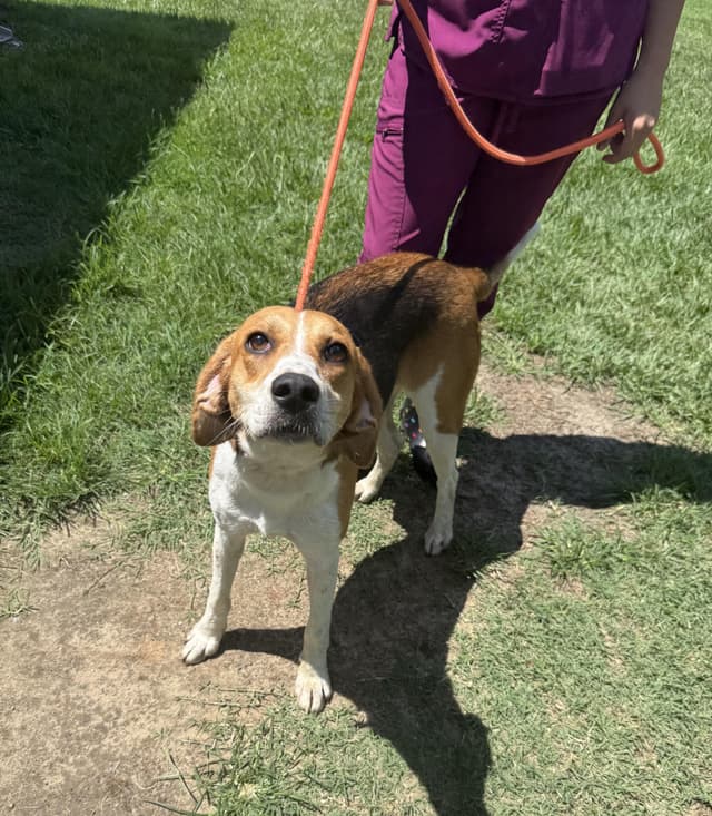 Brynn- Just a smiley little hound girl looking for love. media 2