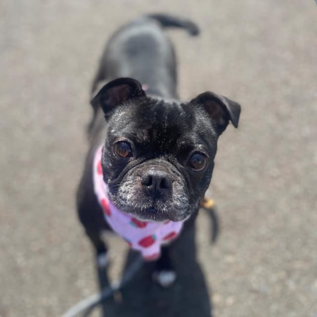 Darla media 3