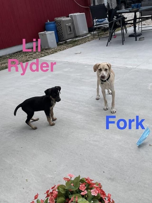 Lil Ryder aka Lola media 2