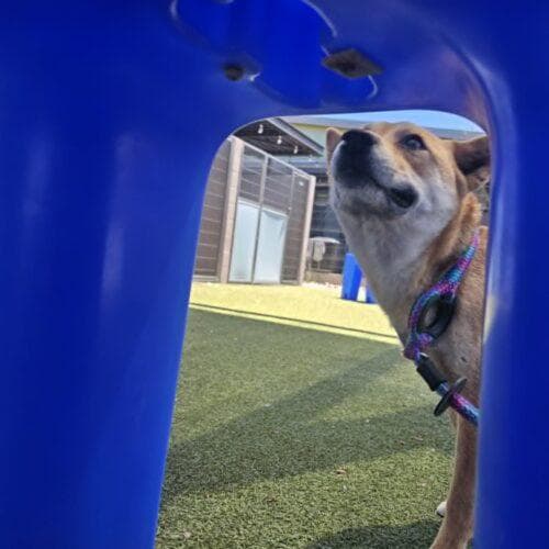 Princess media 5
