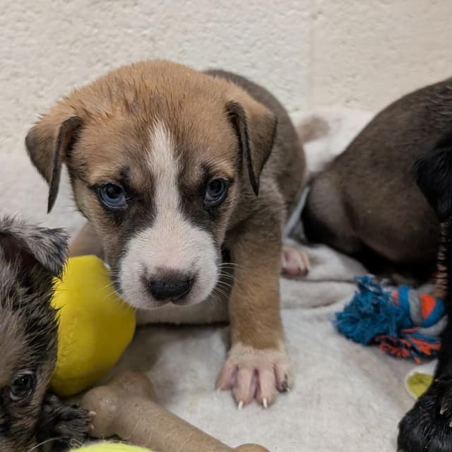 Puppy 9/Austin media 2