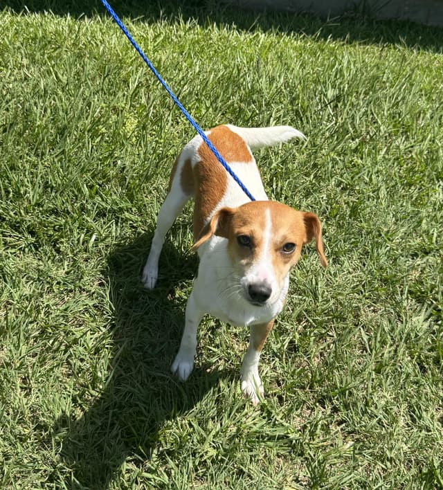 Daisy- Smaller sweetheart looking for loving home media 3