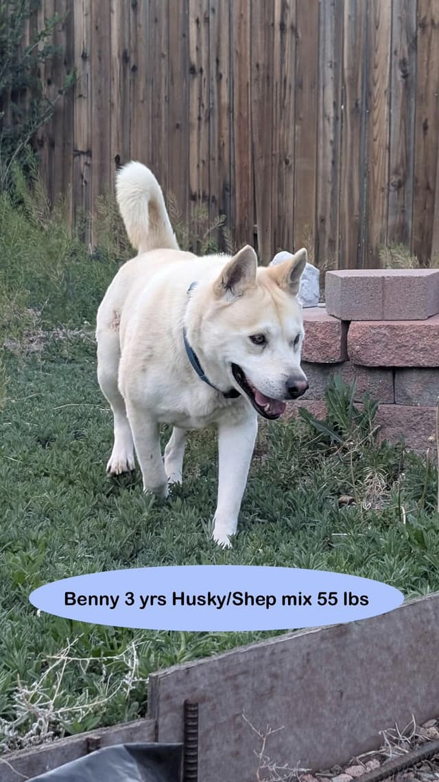 Benny media 3