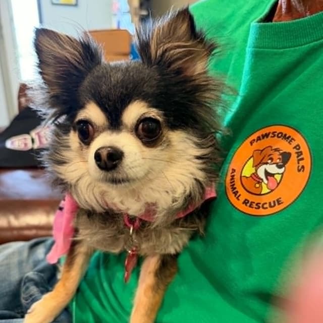 BELLA is only 5.5 pounds media 6