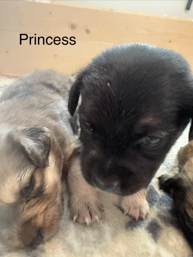 Princess media 4