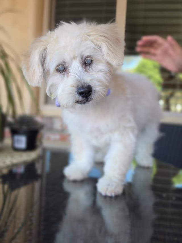 Pixie **Available for Foster-to-Adopt** media 2