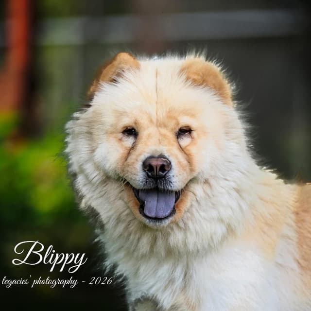 Blippy media 2