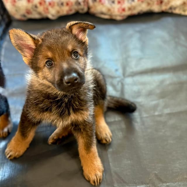 Lilly Pup 2 - Heike media 4