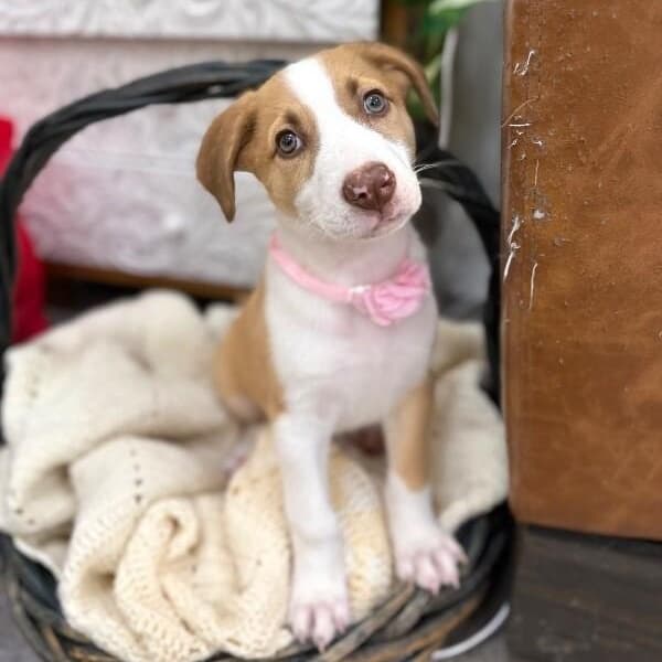 Allie Snugglebug media 4
