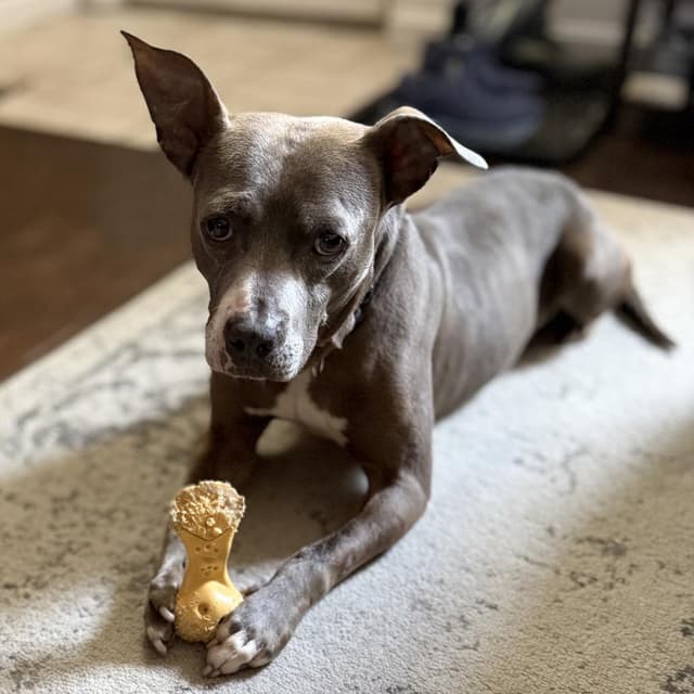 Dobby *Adoption Pending* media 6