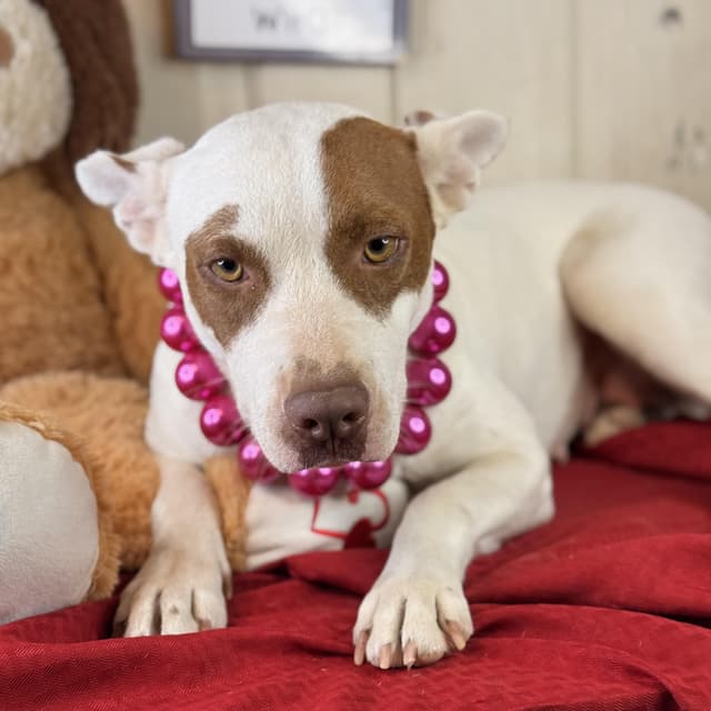 Kaylynn - 150 adoption fee media 2