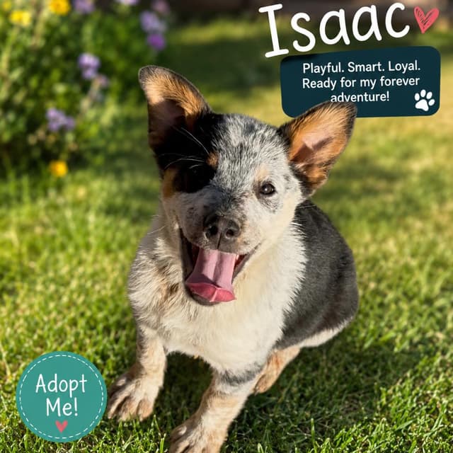 Isaac media 2